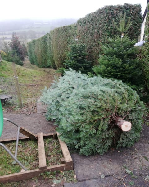 A freshly cut Christmas tree on the path above the misty valley