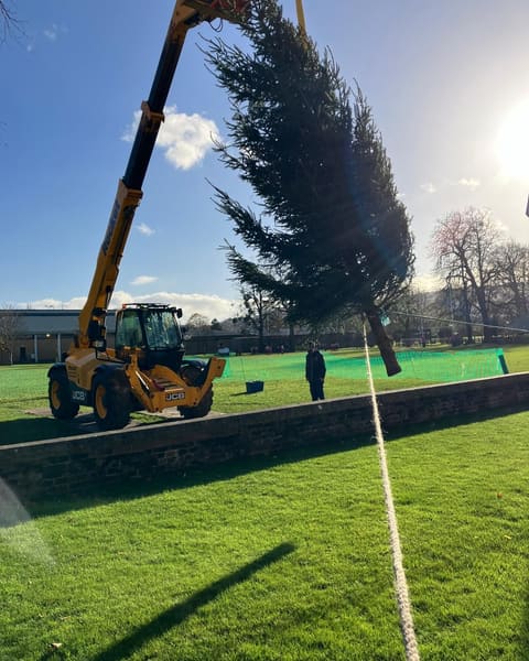 A very tall Christmas tree being lifted into place by a telehandler on a school field