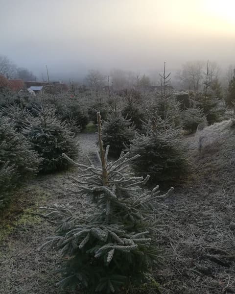 Sunrise mist over frosted rows of Christmas trees at Pitchcombe Fresh near Stroud