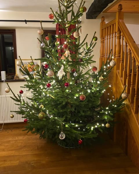 A Norway Spruce Christmas tree decorated with lights and baubles at home